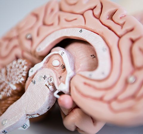 Modell des Gehirns